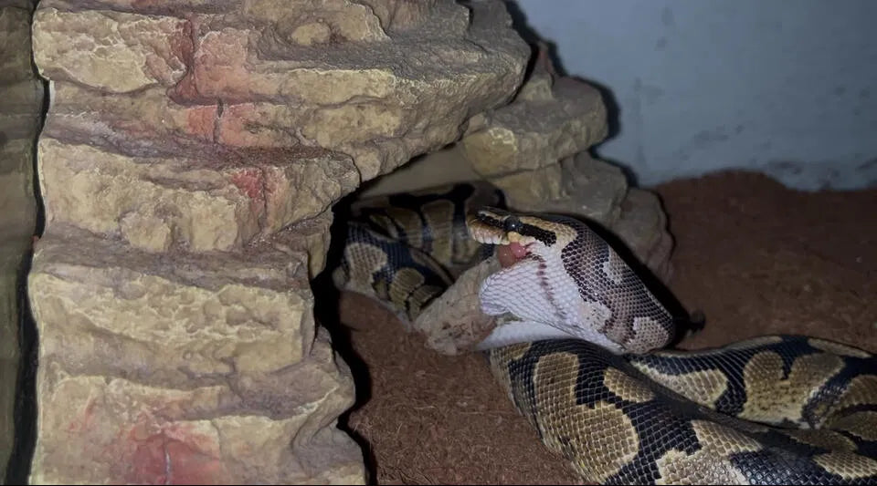 How to Transition Your Snake from Rodents to an Alternative Diet