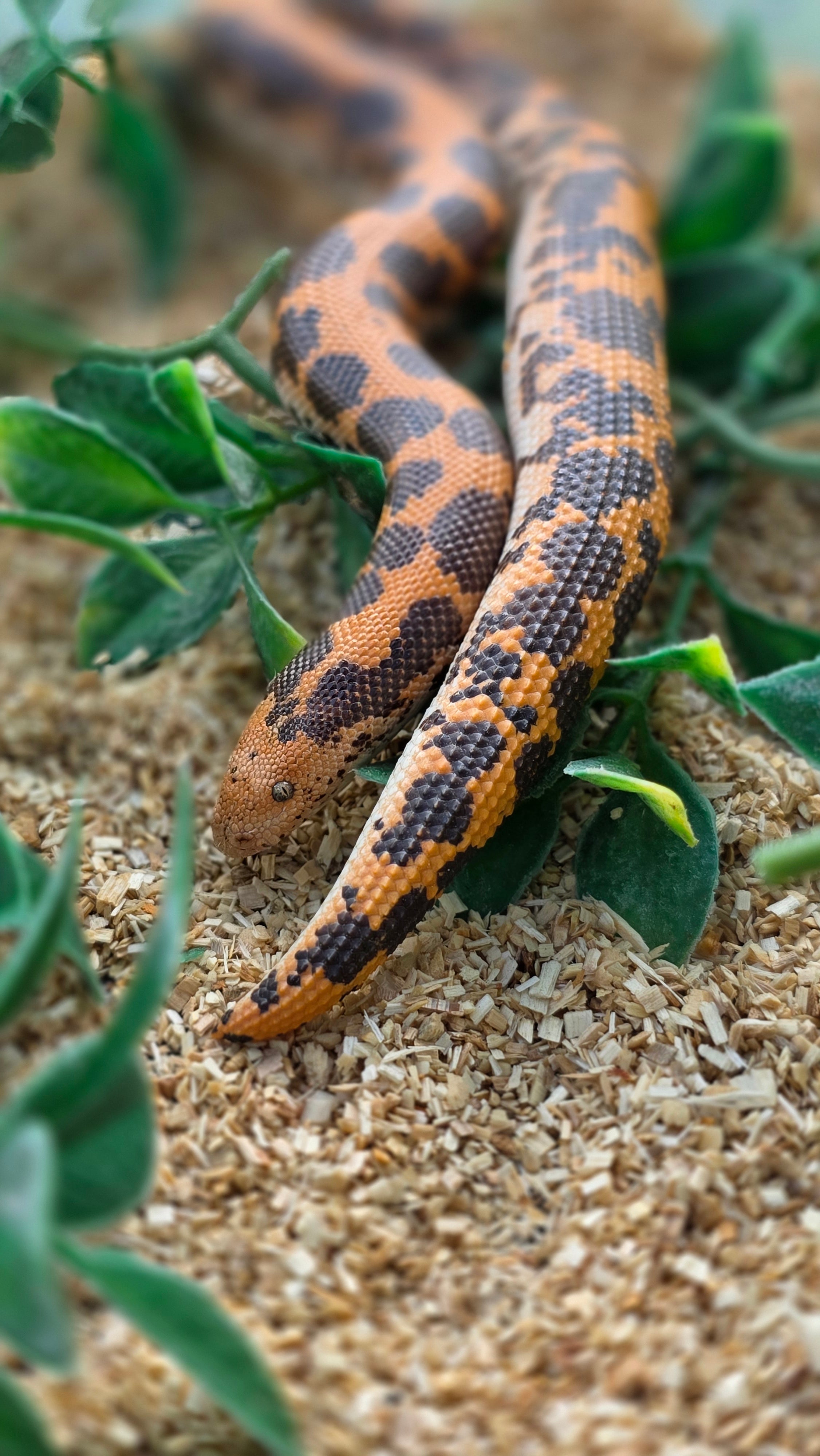 Connecting Reptile Nutrition and Health: Why What You Feed Your Reptiles Matters