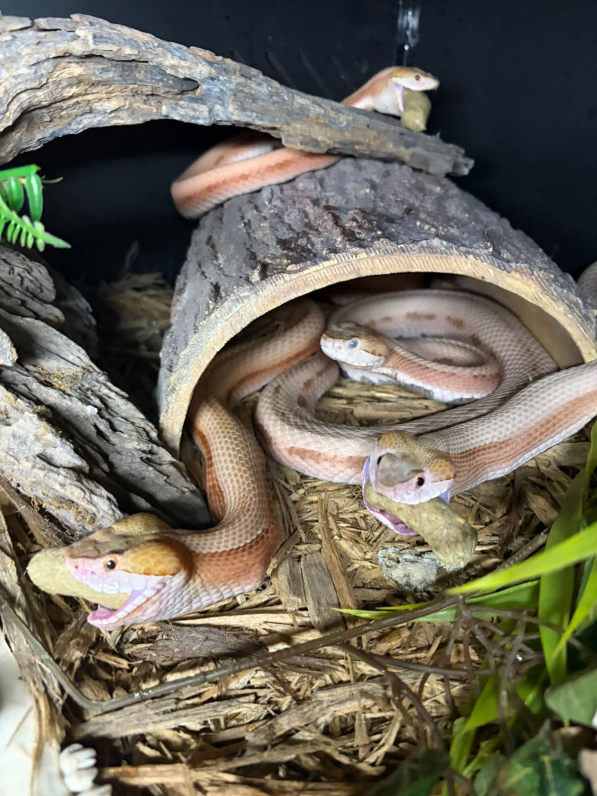 Choosing the Right Pet Reptile: Key Factors to Consider