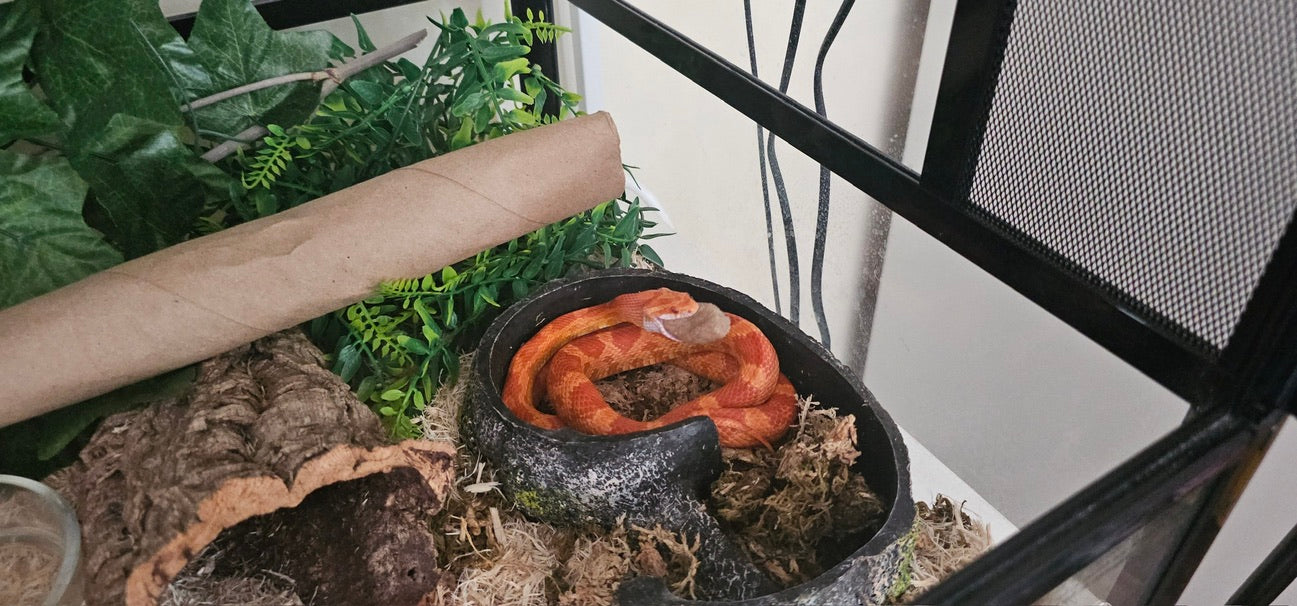 Beginner’s Guide to Pet Snakes: Species, Setup, and Essentials of Modern Snake Care