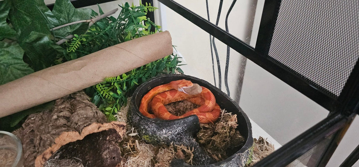 Beginner’s Guide to Pet Snakes: Species, Setup, and Essentials of Modern Snake Care