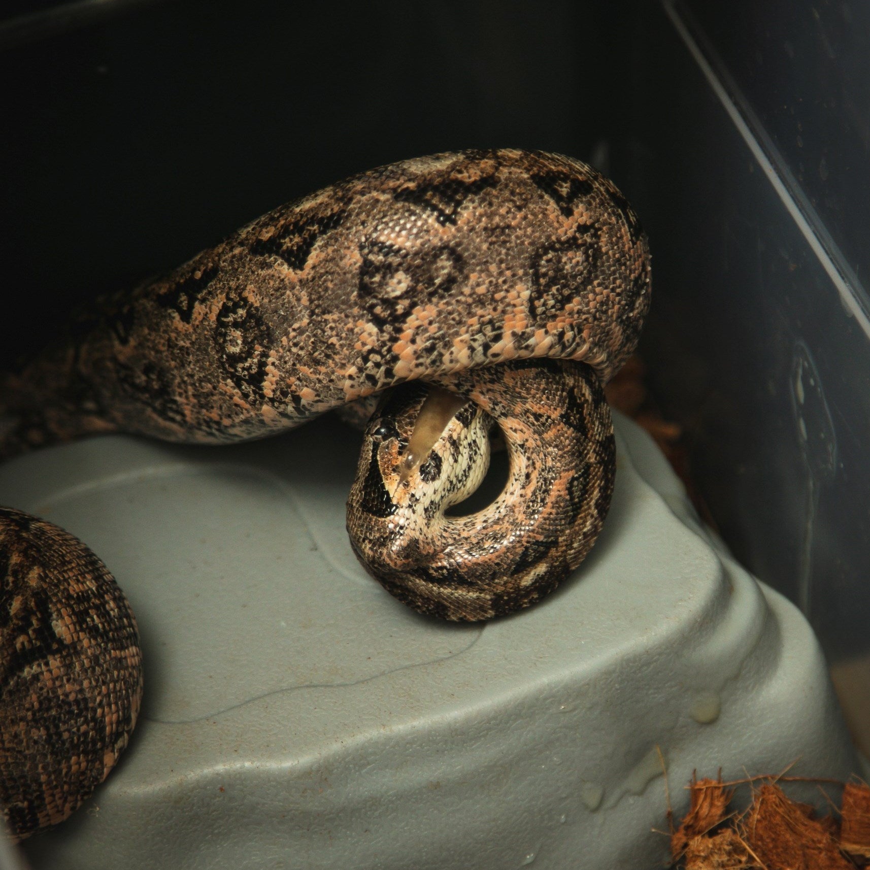 Complete Guide to Boa Snake Food: Diet, Feeding Schedule, and Nutrition