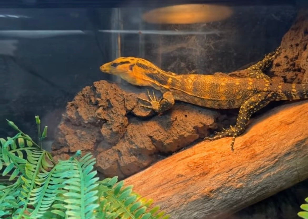 Monitor Lizard Feeding Guide: Complete Diet and Feeding Schedule