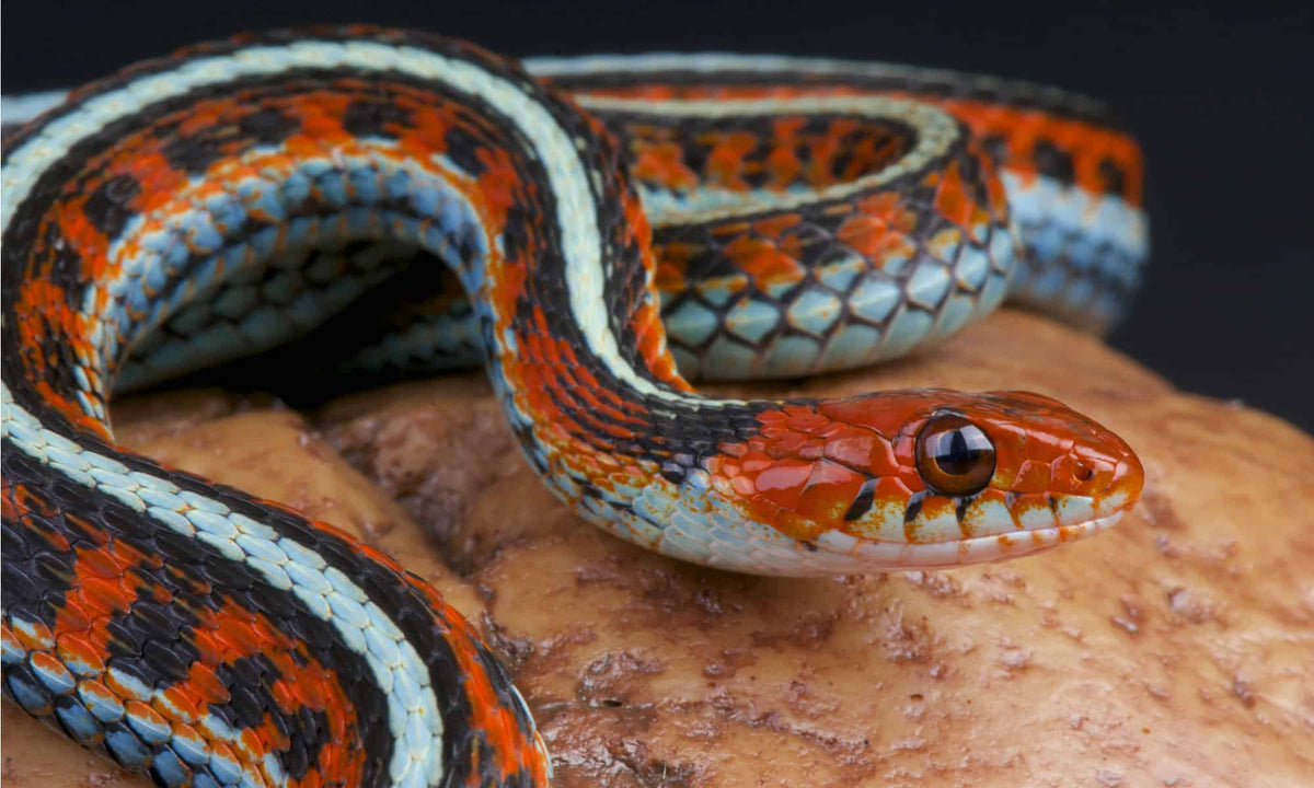 Complete Garter Snake Feeding Guide: Diet, Schedule, and Best Food Opt ...