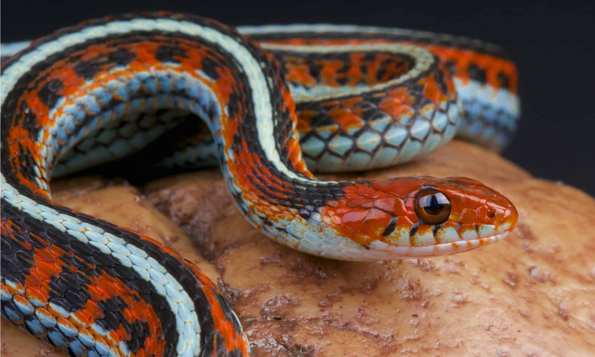 Complete Garter Snake Feeding Guide: Diet, Schedule, and Best Food Options