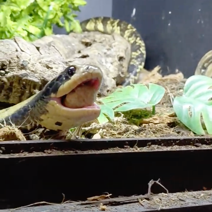 A Guide to Snake Nutrition: What Your Snake Really Needs (and What It Doesn’t)