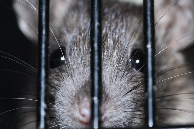 The Biosecurity Risks of Growing Rodents for Snake Food