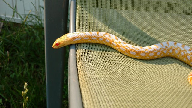 Do Pet Snakes Recognise Their Owners?