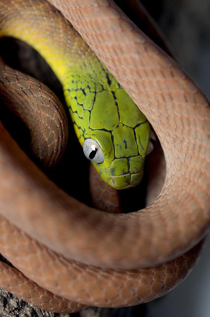 "My Snake Won't Eat It!" — A Guide to Transitioning Picky Eaters.