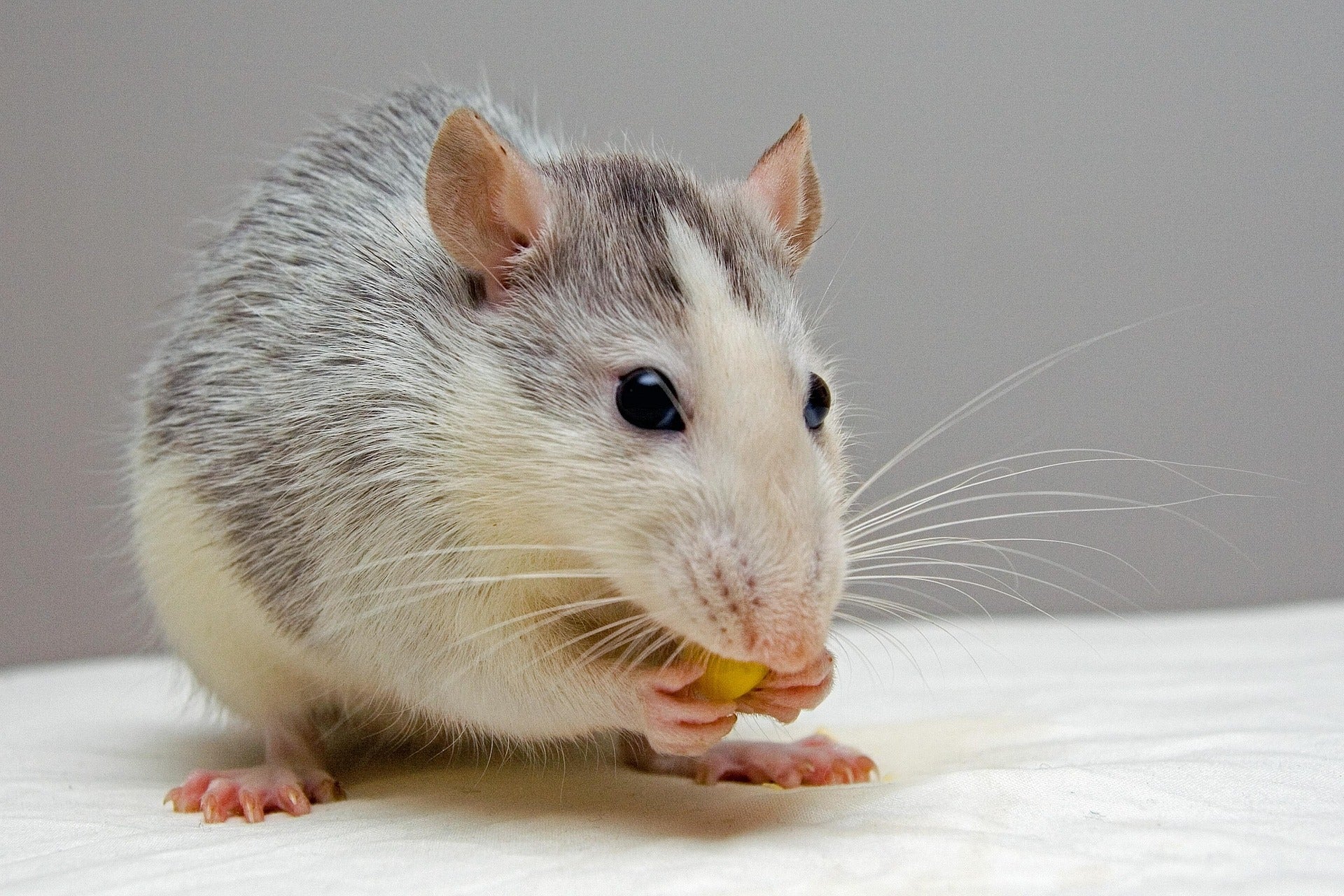 Why Your Snake's Dinner Might Not Be Cutting It