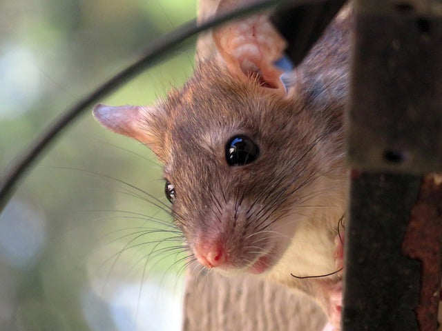 Tired of Thawing Rats? The Unbeatable Convenience of a Prepared Diet.