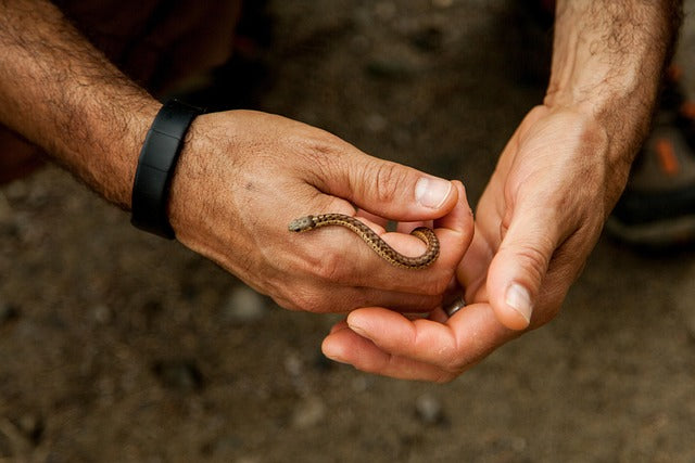 Do Snakes Like Being Pet?