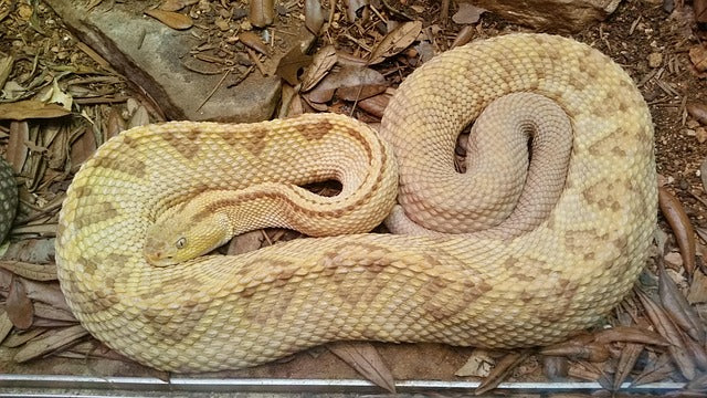 Can Pet Snakes Show Affection?