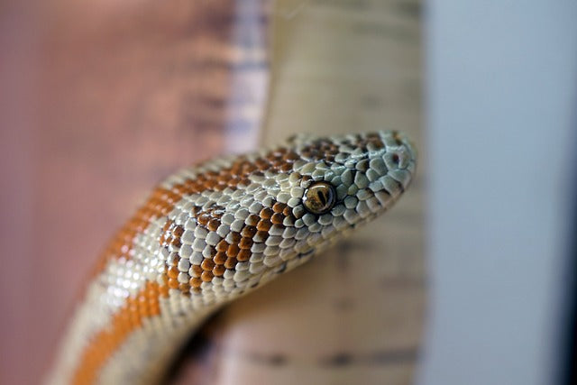 "But Snakes Need Bones!" — Debunking Common Myths About Prepared Snake Diets.