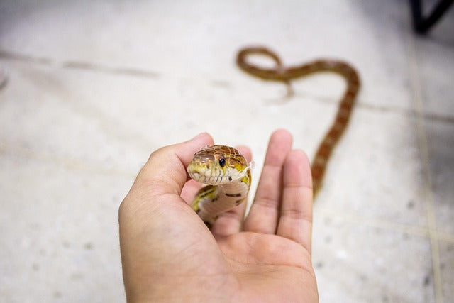Are Snakes Good Pets?