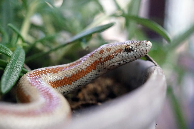 Myth vs. Fact: Is a Whole Prey Diet Really the Gold Standard for Snakes?