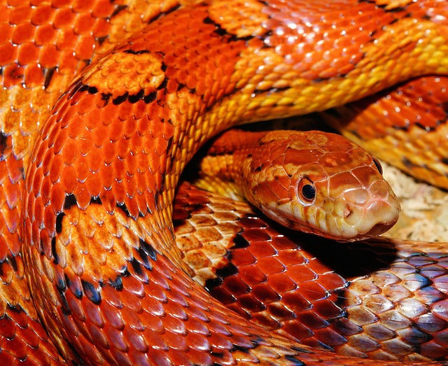 What Snakes Make Good Pets?