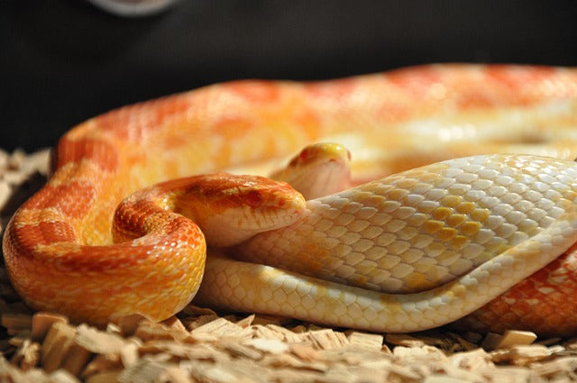 How Long Do Pet Snakes Live?