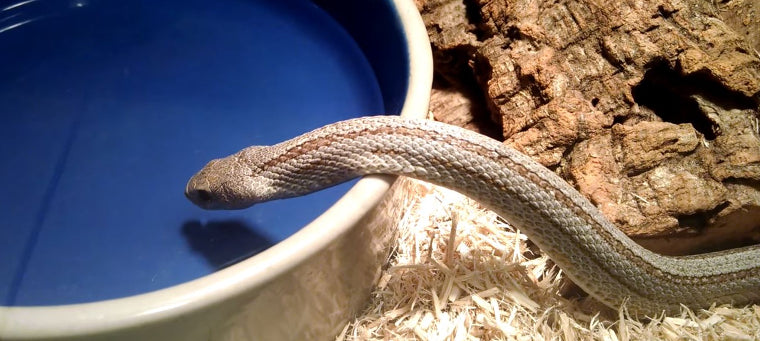 Snake Hydration