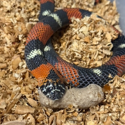 Good Snake Food - Medium Equivalent
