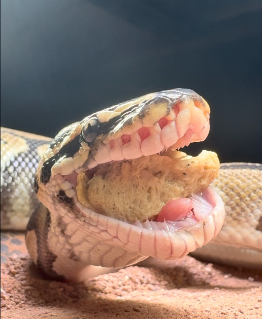 NEW Good Snake Food - Medium Size