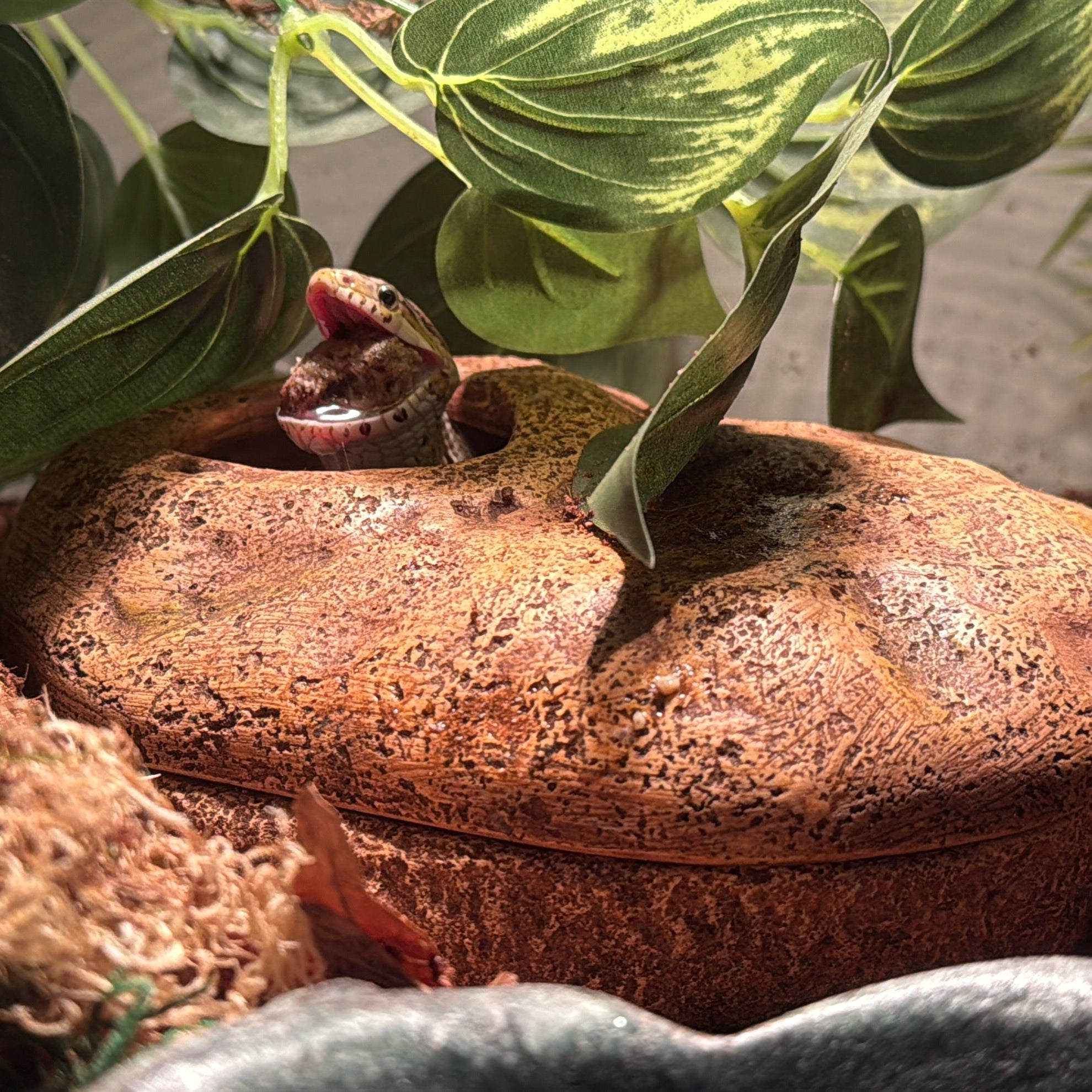 Good Snake Food - Medium Equivalent